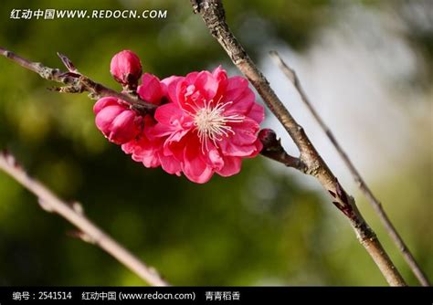 桃花方|桃花灿烂